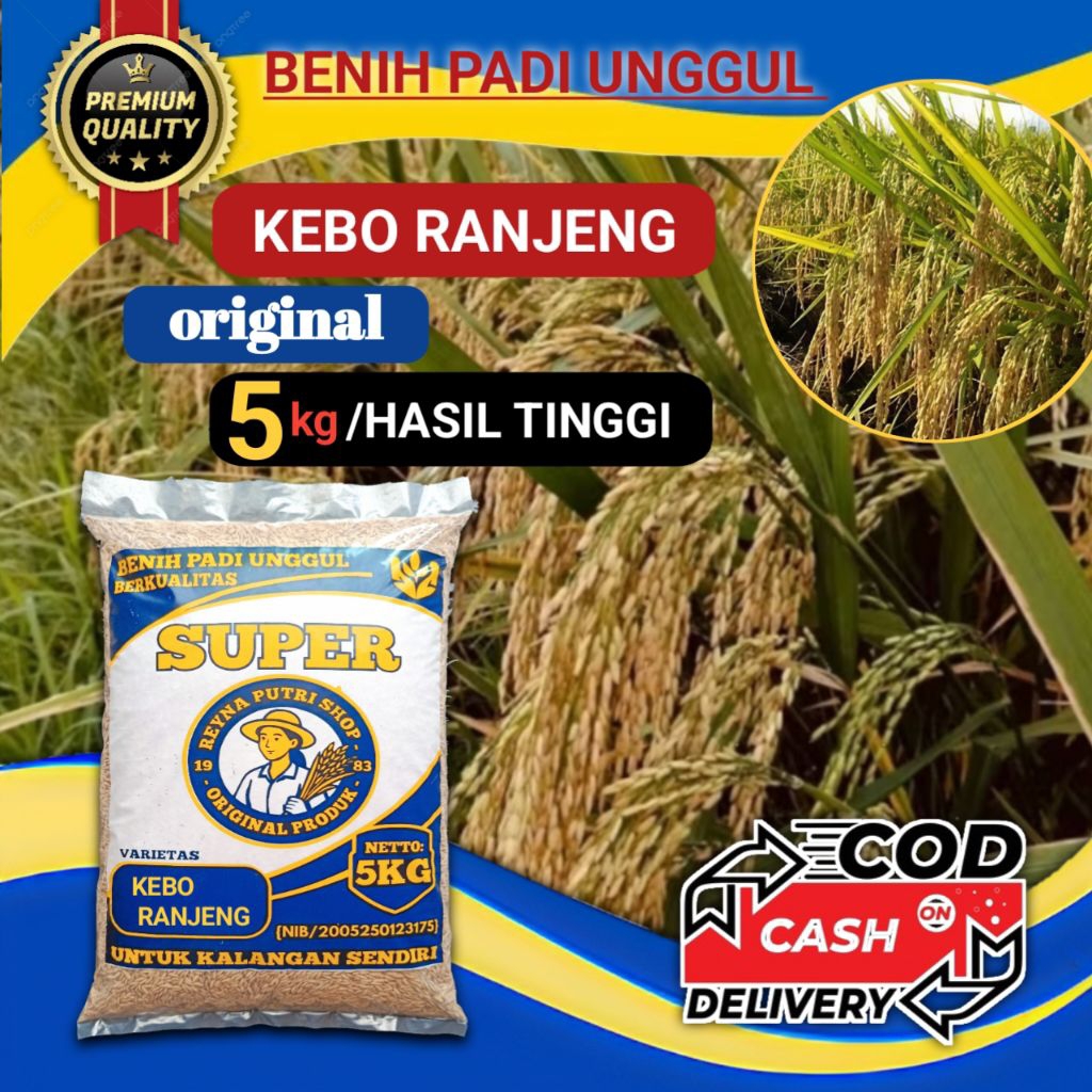benih padi kebo ranjeng (bojeng) original 5kg