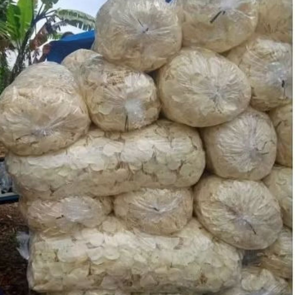Opak Koin Wonosobo