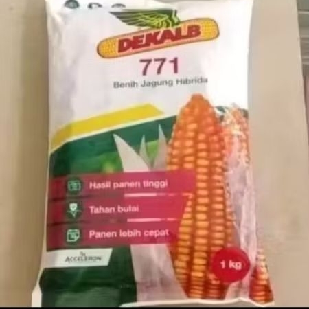 PROMO BENIH JAGUNG HIBRIDA DEKALB 771 DK 771 KEMASAN 1KG ORIGINAL