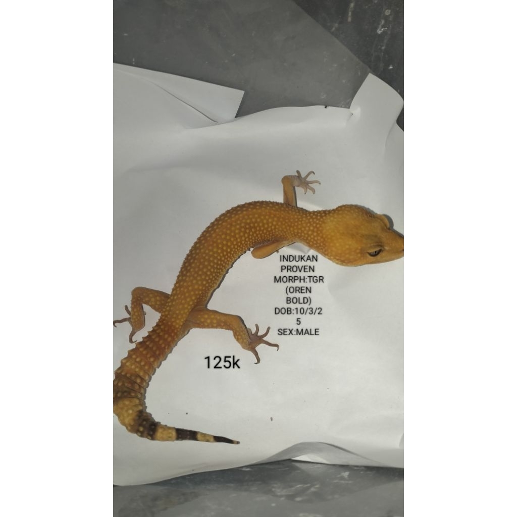 Gecko Aksesoris Hewan peliharaan Asli Bisa Pilih