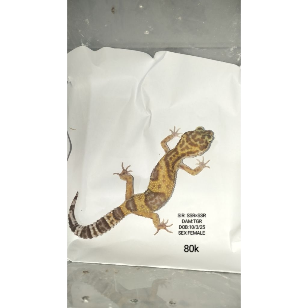 Gecko Aksesoris Hewan peliharaan Asli Bisa Pilih