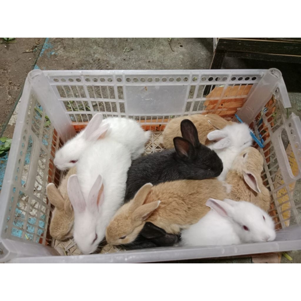 Kelinci Lokal Murah Bandung