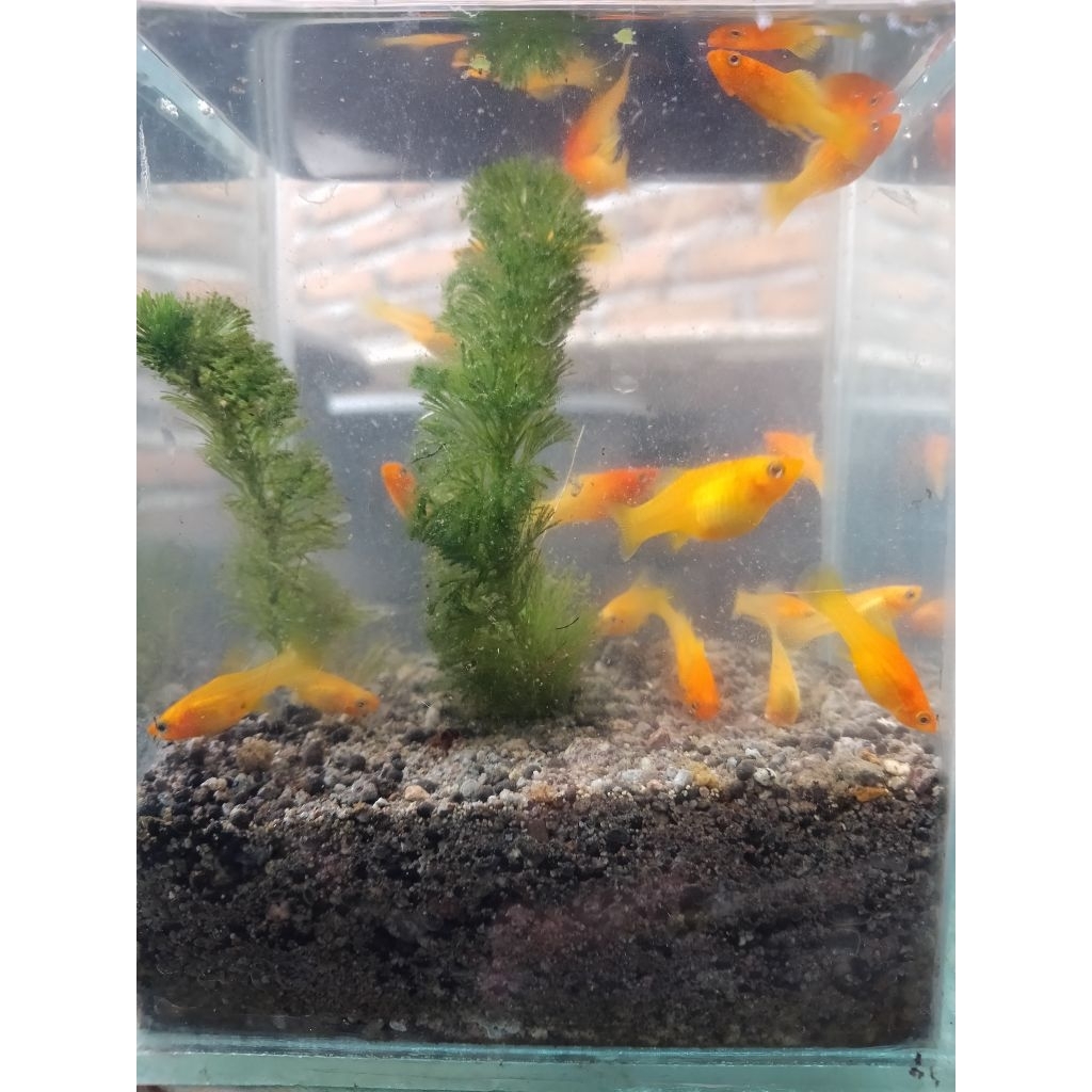 Ikans Hias Platy Sunrise Lowfin