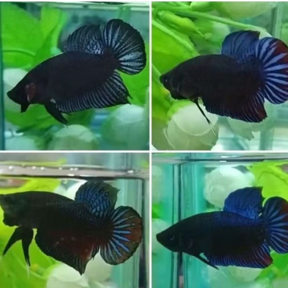 IKAN HIAS CUPANG PLAKAT BAGAN ADUAN RANDOM SIZE +-4 CM [BISA PILIH JANTAN/ BETINA] [ISI 3 EKOR]