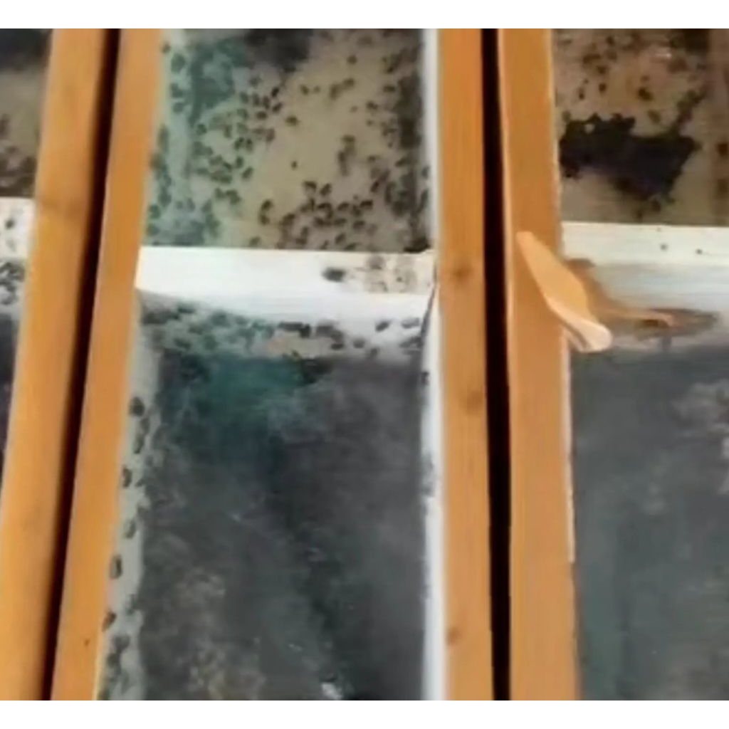 bibit lebah trigona / levicep dalam stup koloni lebah