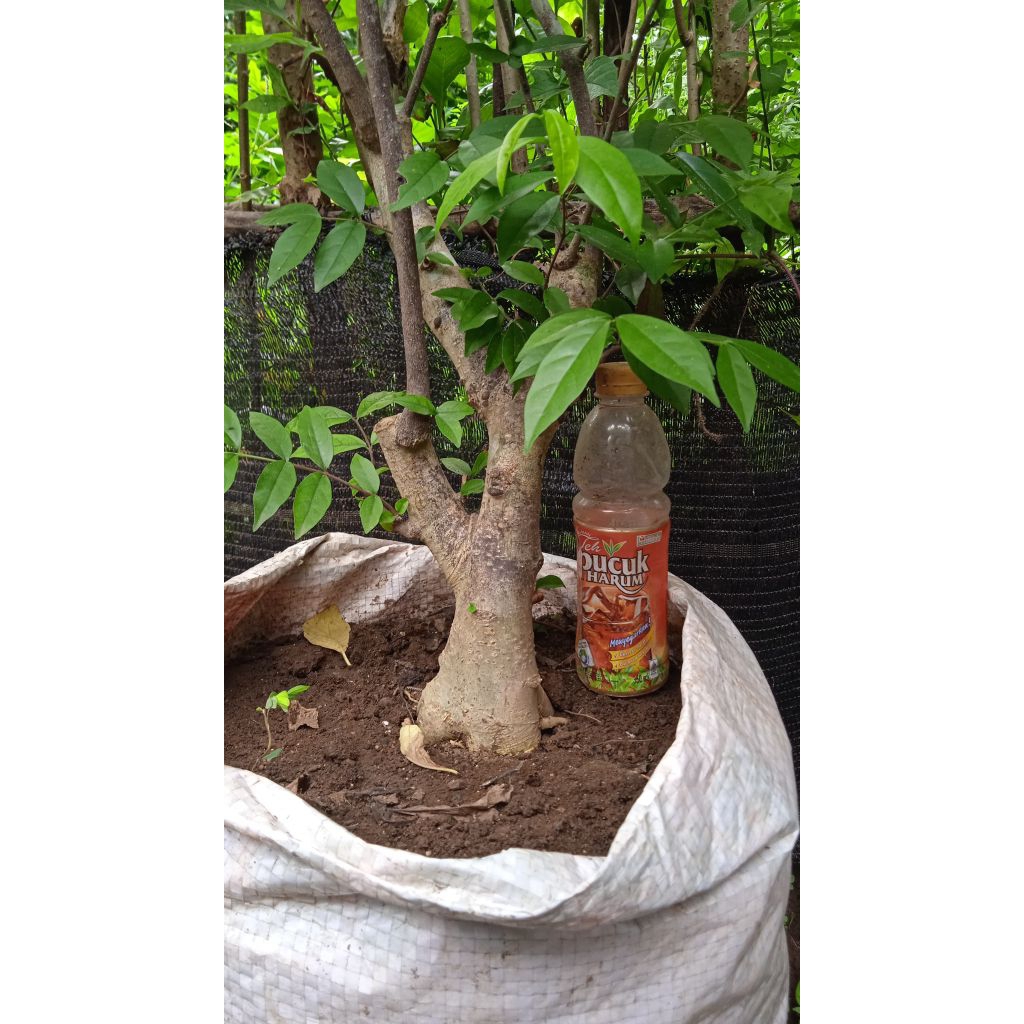 Bahan bonsai anting putri