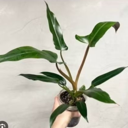 Mexicanum Tanaman Hias - Pillo Mexicanum