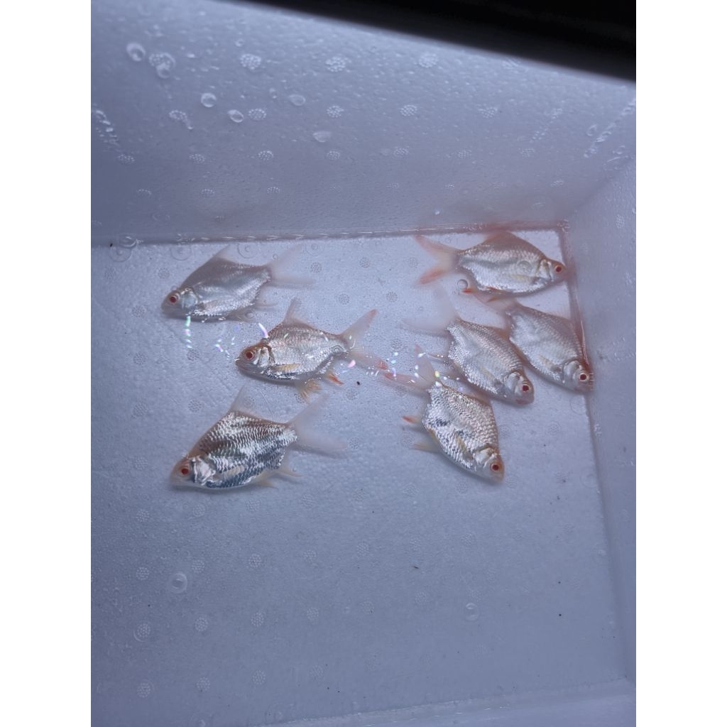 Kaviat albino SB size 10-12cm