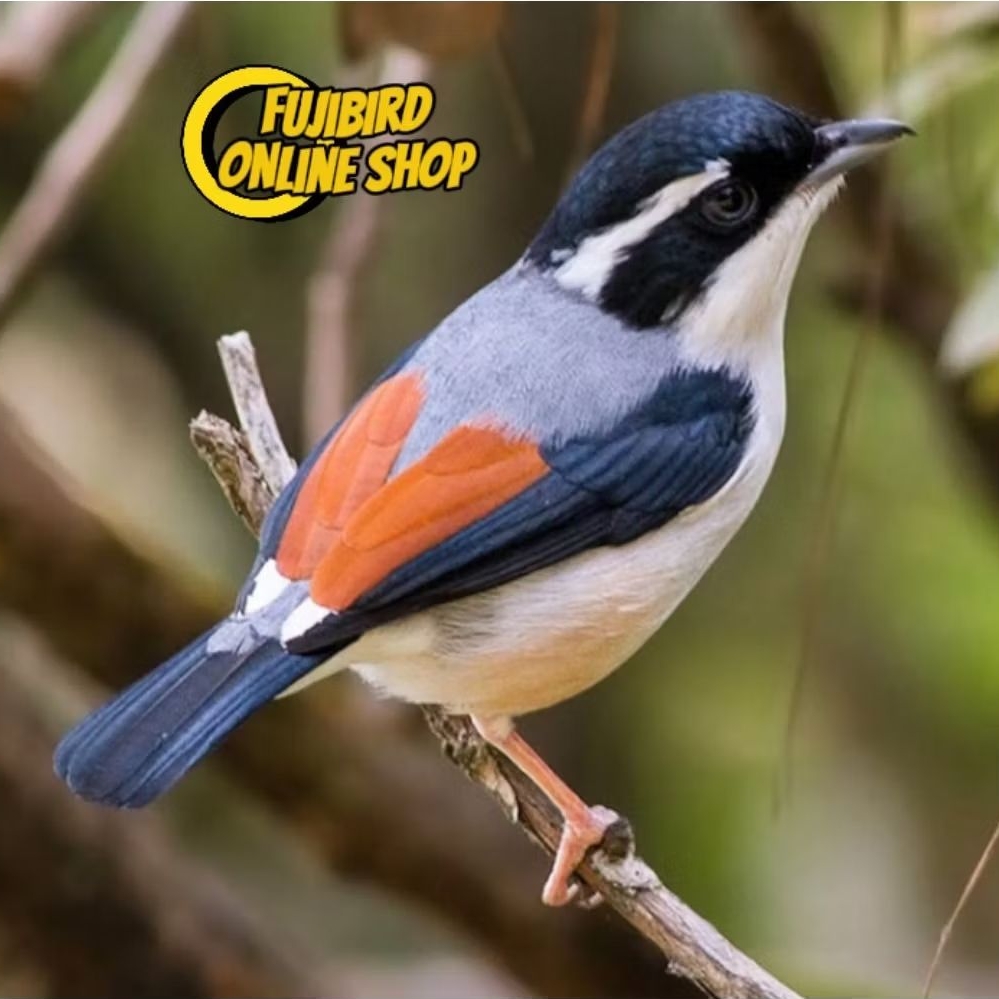 BURUNG PENTET KEMBANG JANTAN PILIHAN