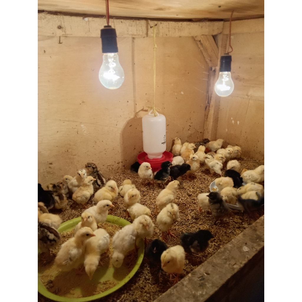 DOC Ayam Elba Sudah Vaksin