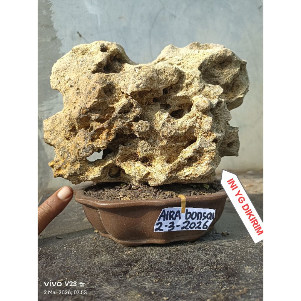 batu karang gunung super untuk bonsai