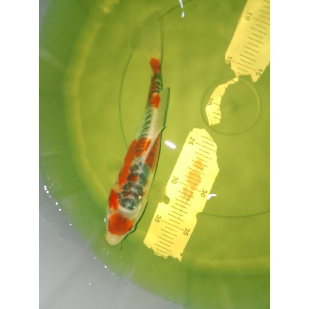 Ikan koi jenis Kujaku Doitsu 28cm bagus warna strong
