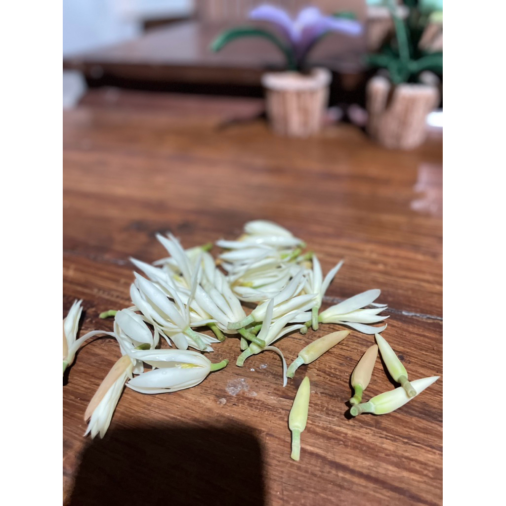 bunga kantil /kembang kantil asli fresh baru petik ready setiap hari