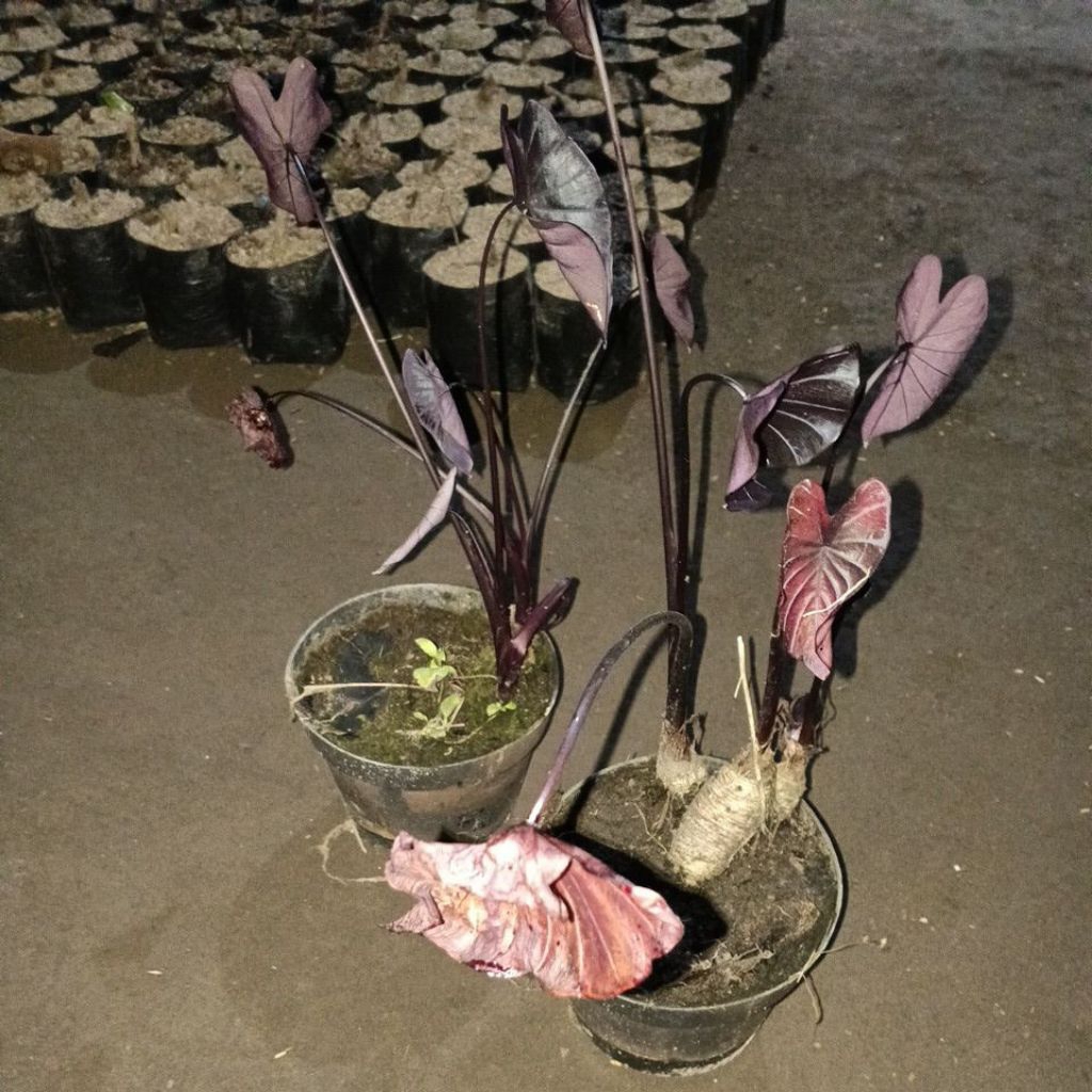 colocasia black coral