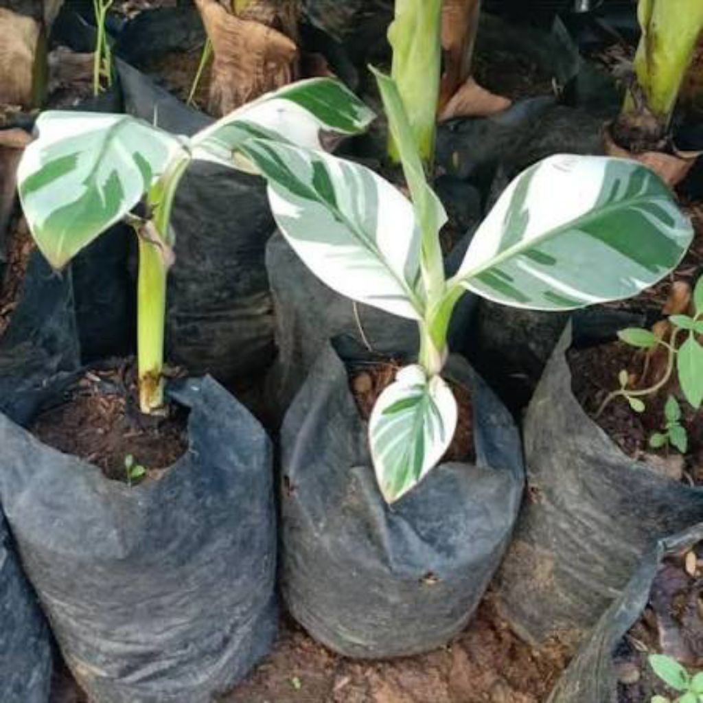 bibit pisang varigata super unggul siap tanam cepat berbuah