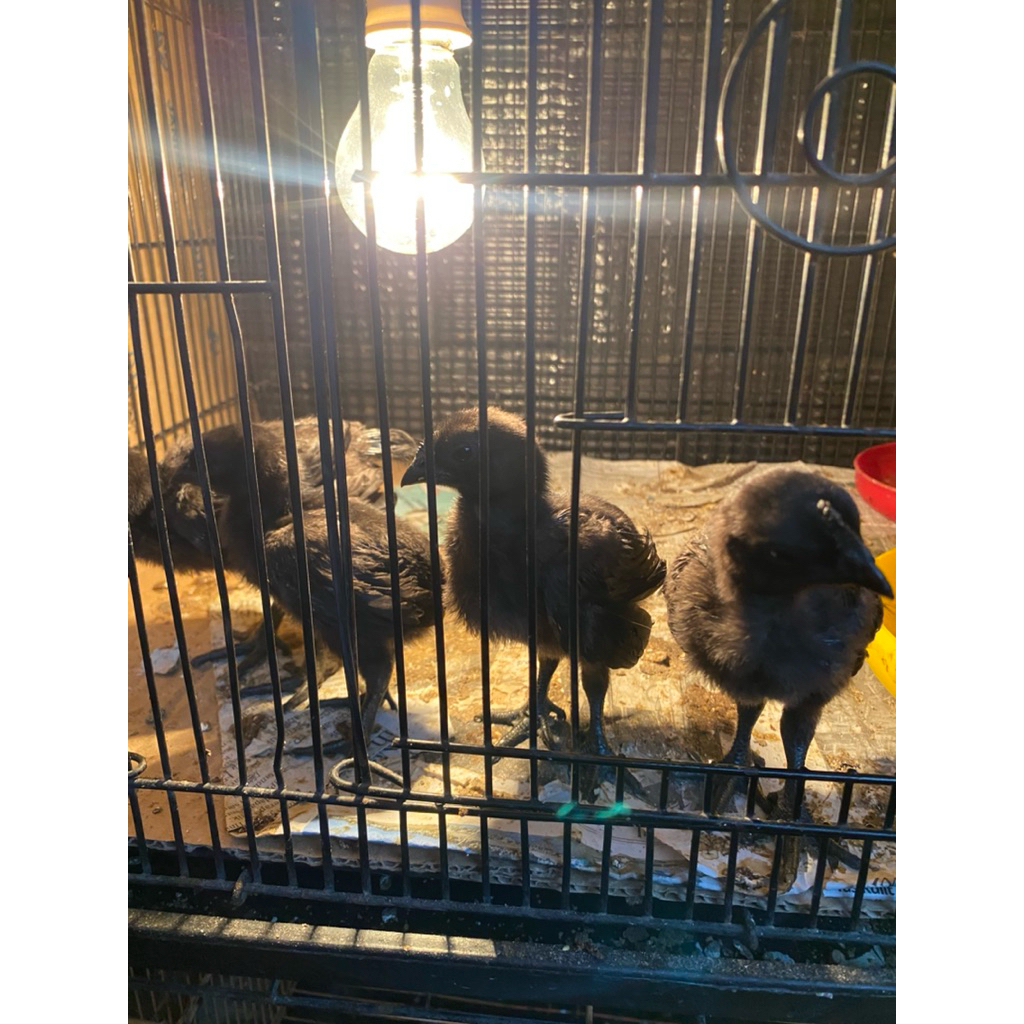 Anak ayam cemani