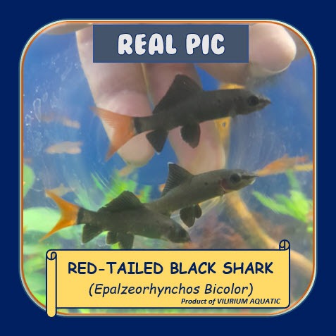 IKAN HIAS AIR TAWAR - HIU EKOR MERAH / REDFIN BLACK EKOR MERAH / RED TAIL SHARK (ALGAEATER / IKAN PE