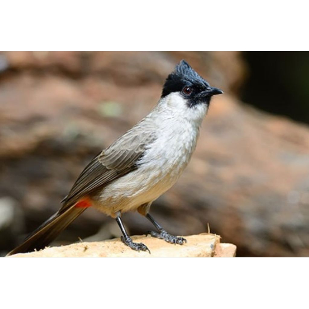 burung kutilang ja_tim jantan tulend gacor body besar