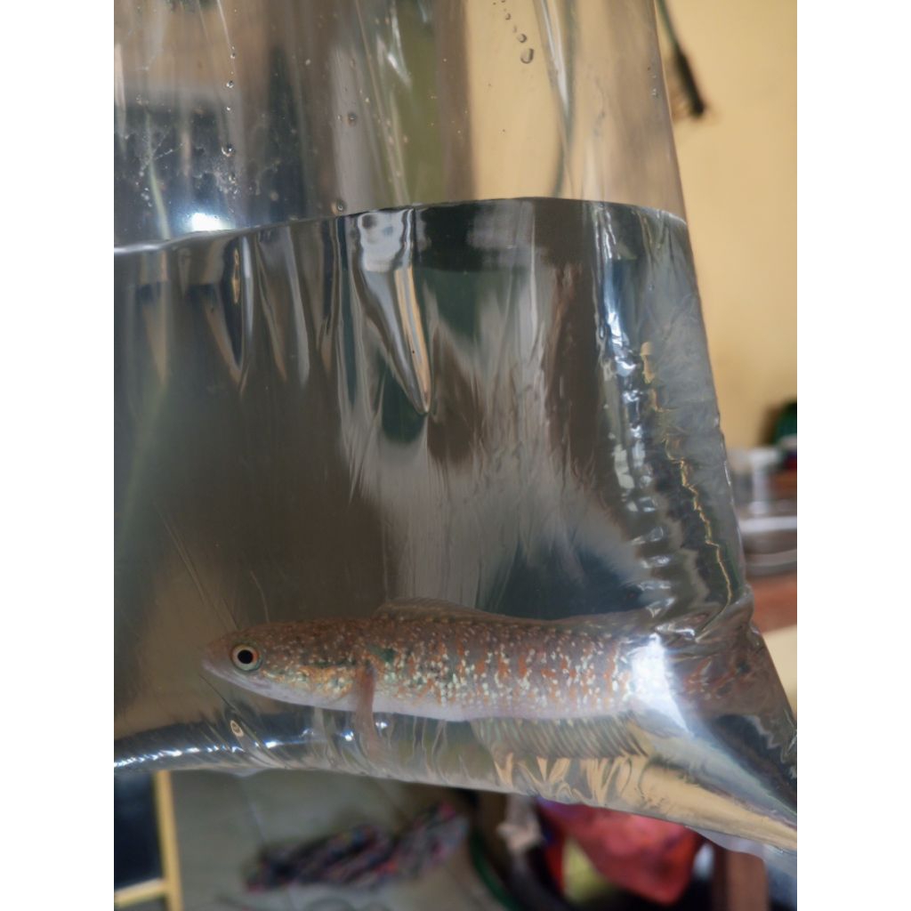 Plastik gambar Chana Asiatica RSP kalimaya size 9-10 cm