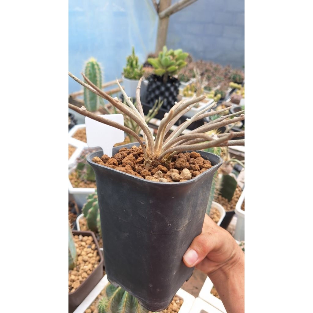 Kaktus astrophytum caput-medusae  (Tanaman + Pot + Media Tanam)