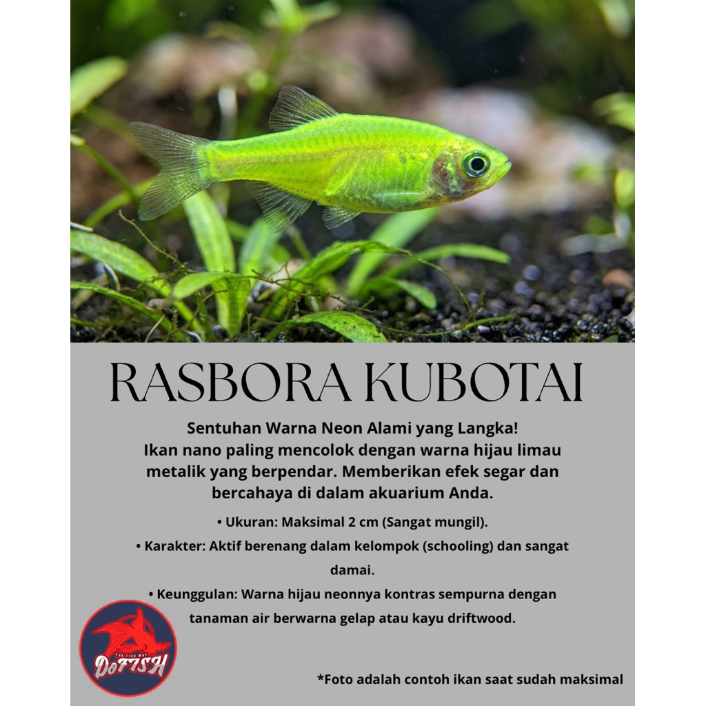 rasbora kubotai
