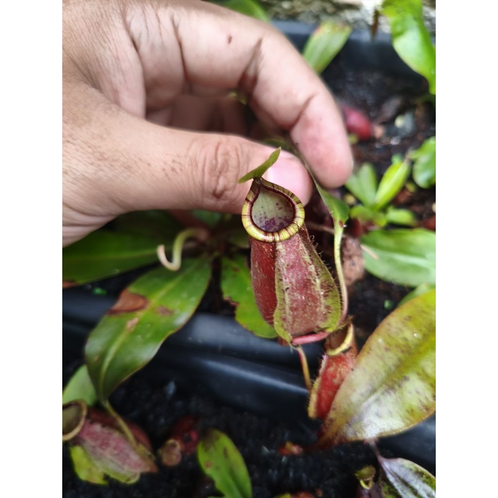 Nepenthes hybrid Special Clone