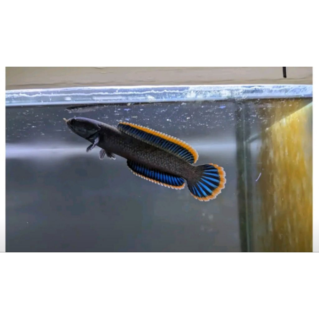 Channa Limbata Asli Jepara size 12-15cm Gondrong