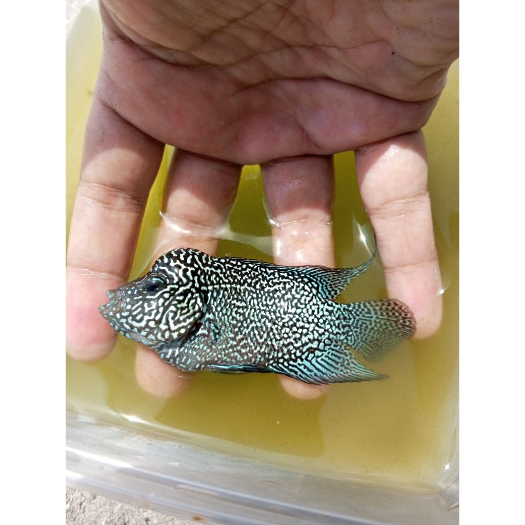 Plastik gambar Louhan Cencu jenong full mutiara size 2 Jari