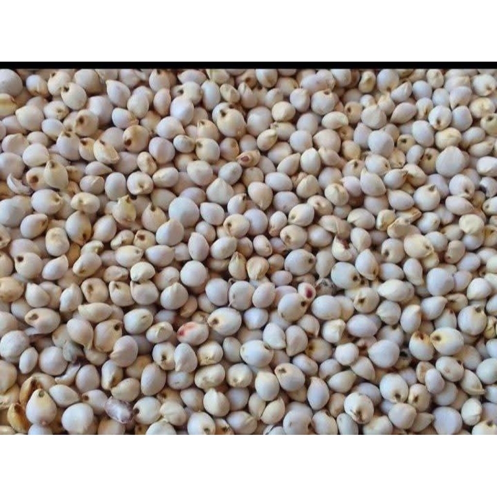 BIJI SORGUM PAKAN TERNAK