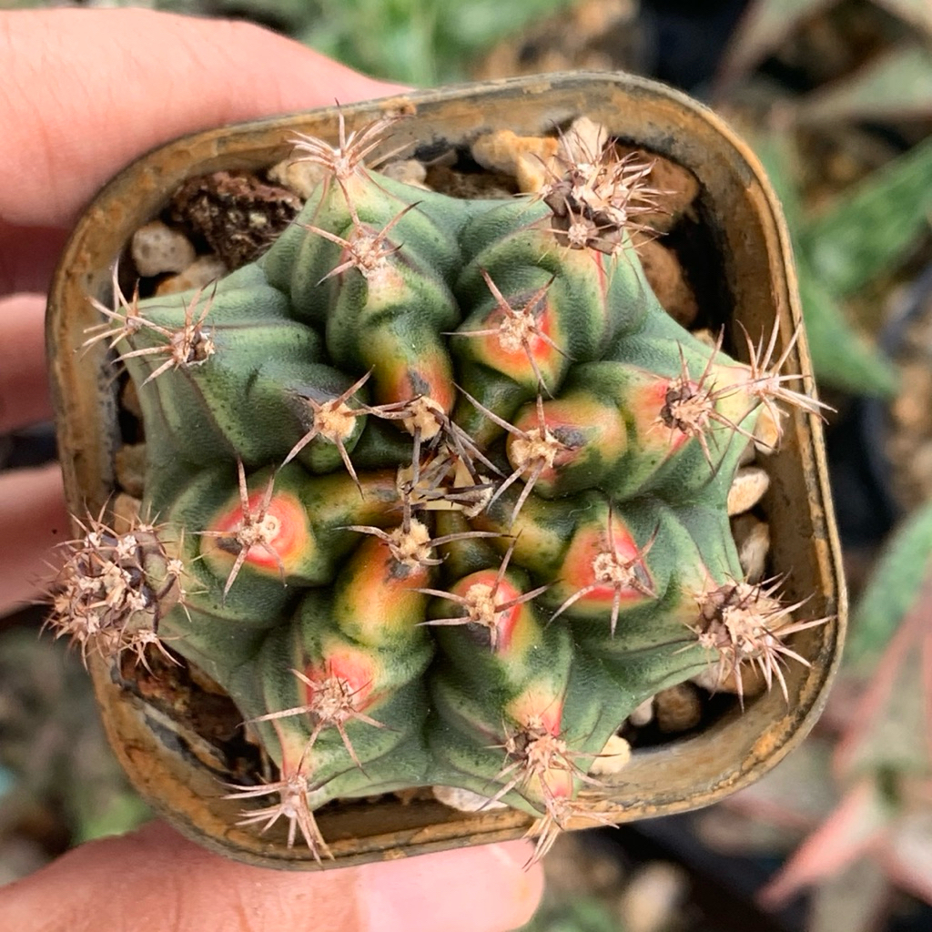 Gymnocalycium mihanovichii Sphinx hybrid gymno id var hybrid varigata kaktus gymno miha var tanaman 