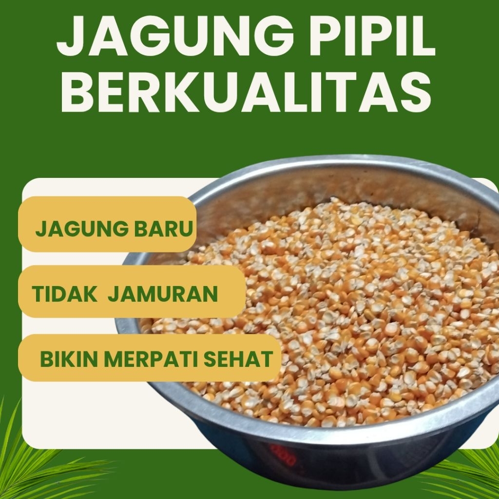 Jagung Pipil Kering 1KG Bersih & Kering | Pakan Ayam Merpati Burung Hemat & Berkualitas