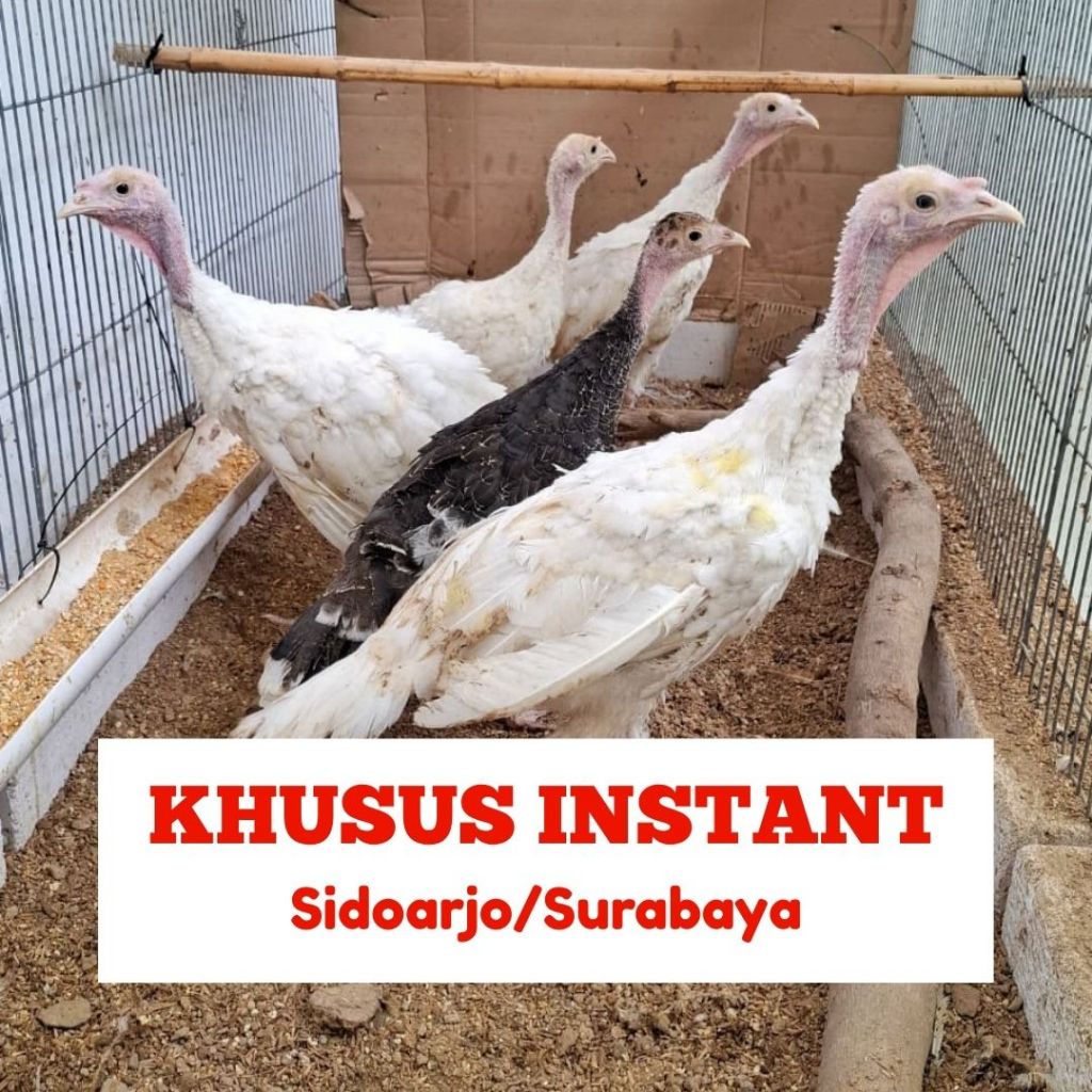 Ayam Kalkun White Holland Jantan