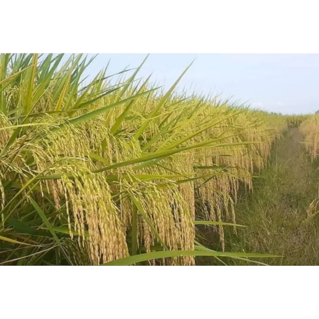 benih padi mawar ngaos siap tabur padi wangi kualitas terbaik 2kg