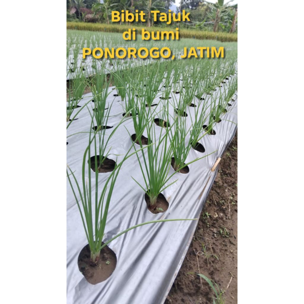BIBIT BAWANG MERAH NGANJUK (5Kg) - VARIETAS TAJUK