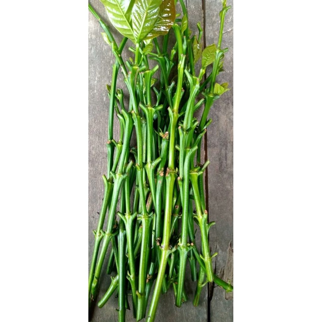 pucuk tunas kopi robusta per pcs