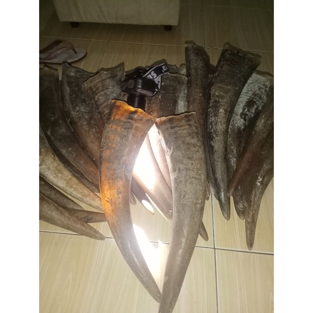 tanduk kerbau bule jantan