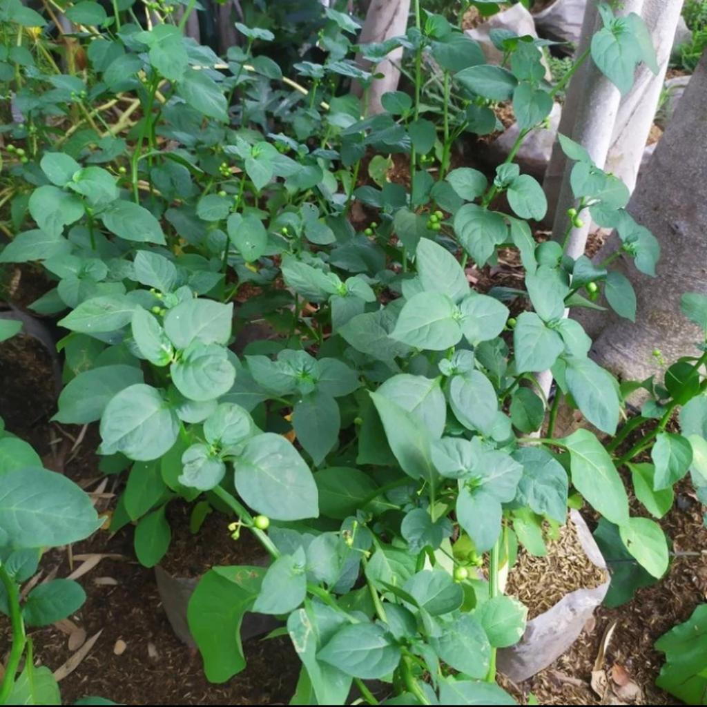 bibit sayur leunca segar.