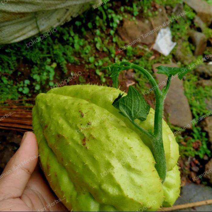 BIBIT BENIH SAYURAN BUAH LABU/WALUH SIAM