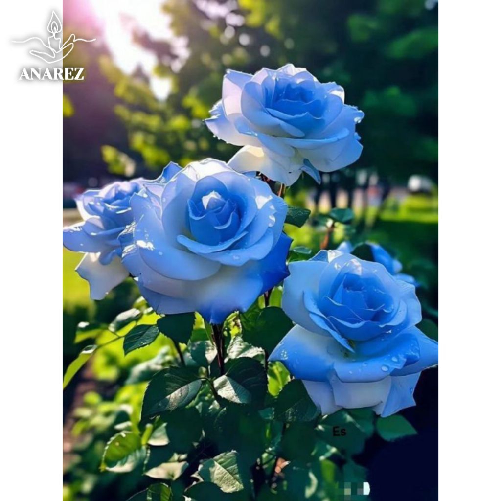 TANAMAN HIAS BUNGA MAWAR WARNA BIRU BUNGA HIDUP MAWAR TERMURAH
