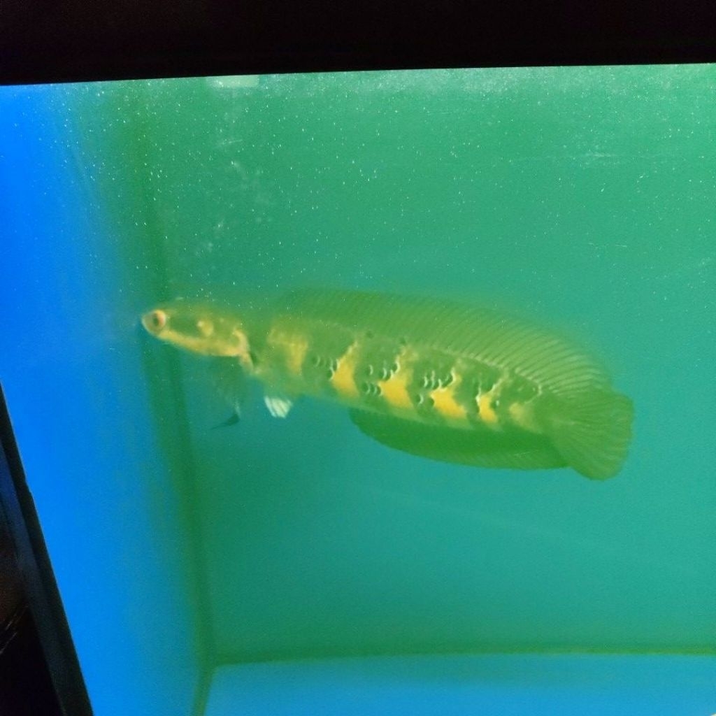 ikan chana red barito