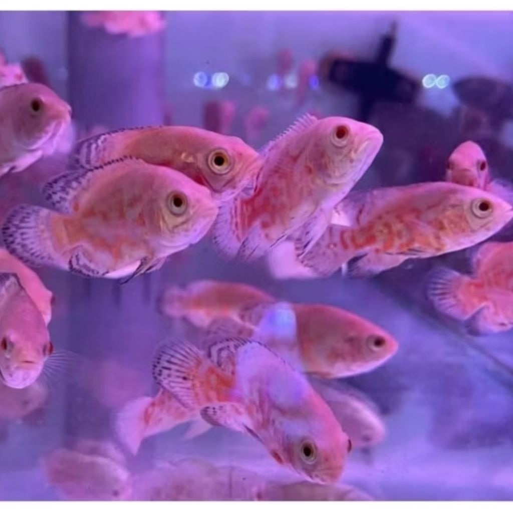 paket 10e ikan bibit oscar tiger albino