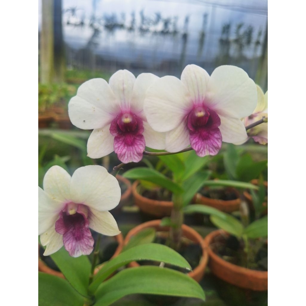 Anggrek dendro