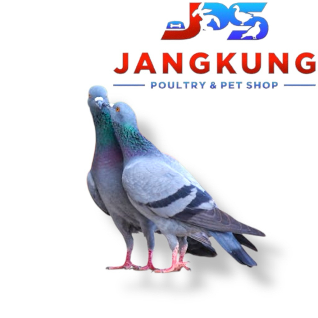 Burung Merpati Dara Hidup Sepasang Mangkat/Tahap Jodoh Hidup