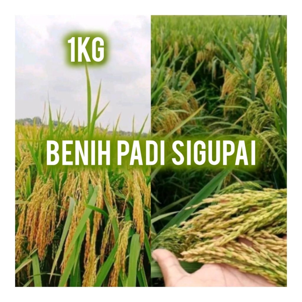 Benih Padi Sigupai terbaru 1kg