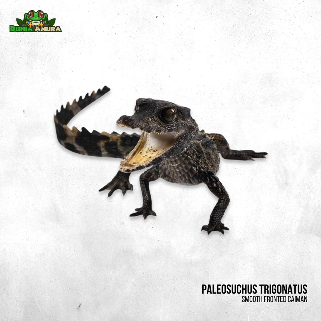 Paleosuchus trigonatus (Smooth fronted caiman)