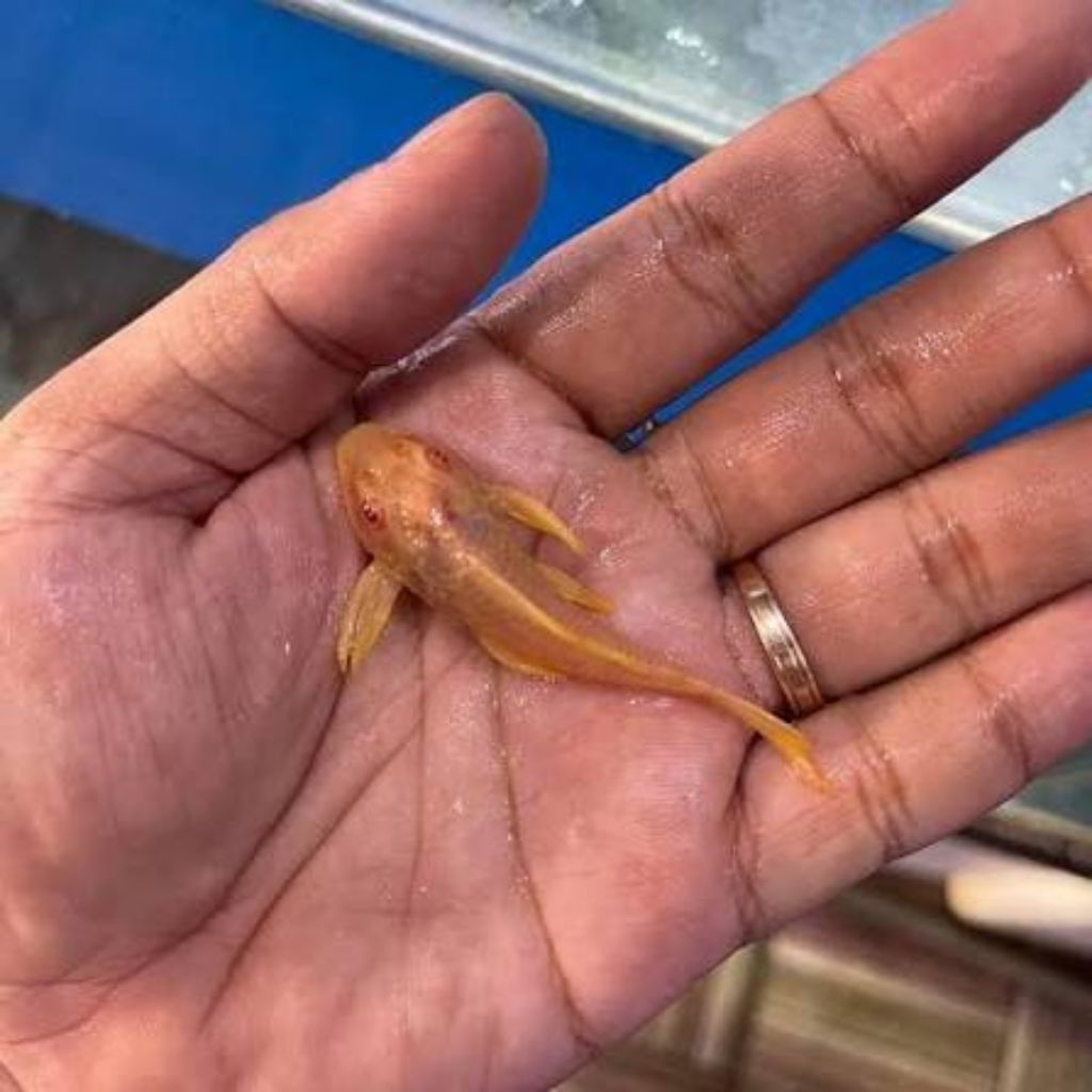 Hiasan Aquarium ikan sapu bata albino / pleco albino size 5-7cm Murah