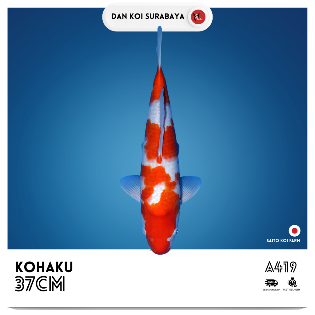 Ikan Koi Import Kohaku (Saito Koi Farm) Kode A419