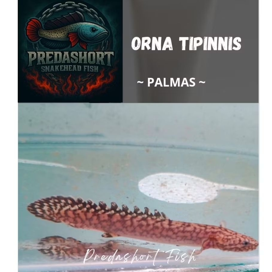 Palmas ORNA TIPINNIS 9-10cm berkualitas bergaransi pengiriman