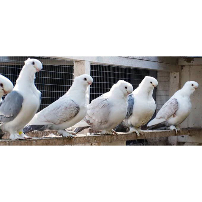 Burung Merpati Hias Santinet Sepasang