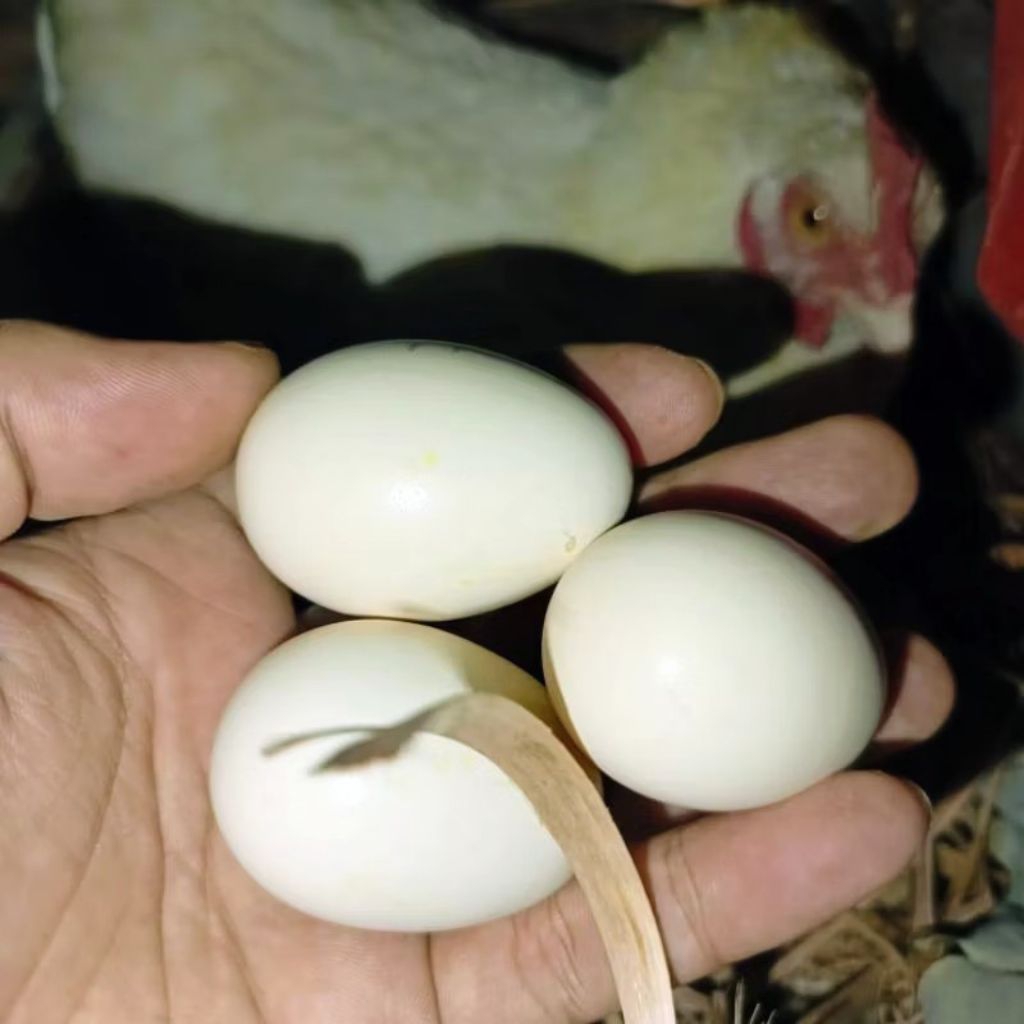 Telur Ayam Kampung 3 butir Asli Ternak Sendiri Fresh Organik